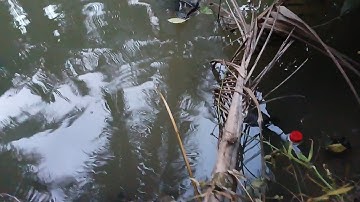 Cắm câu đêm mồi dế cặp mé sông dính cá to làm duột lưởi câu,kết quả được mớ cá ngon