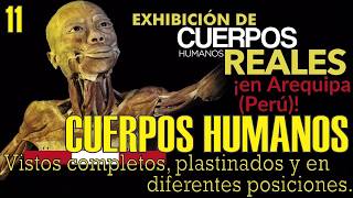 Exposición de CUERPOS HUMANOS REALES ENTEROS