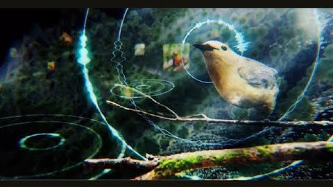 Rainforest Connection, Arbimon, & Google.org - Using sounds and AI to protect our planet