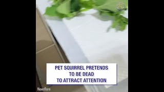 Sneaky pet squirrel pretends to be dead to attract attention