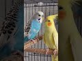 Munchi and cookie singing cookie cookie