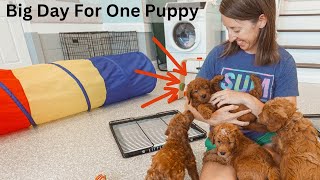 Raleigh's Goldendoodle Puppies - The Last Puppy Finds A Home