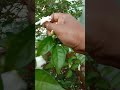 Phulla tie mote kara