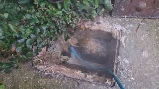 Nasty Blocked Drain in London - Drain Jetted &amp; blockage Cleared - EuroDrainRat