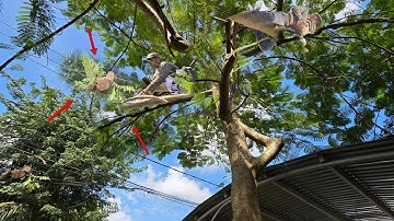 Cưa cây to tàn um tùm, lên nóc nhà, dây điện, cưa kỹ thuật, 41