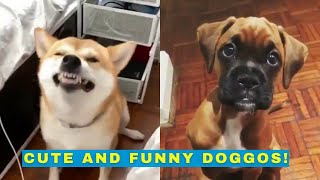 Cute and Funny Dog Videos by Cheekcheeks 2,684 views 2 years ago 11 minutes, 27 seconds