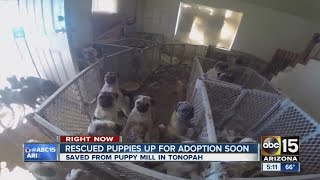 Over 100 puppies rescued from puppy mill