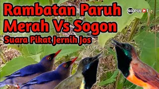 Pikat Jernih,Rambatan Paruh Merah Kombinasi Sogok Ontong Jos