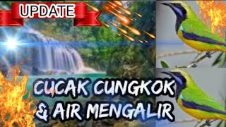 masteran cucak cungkok suara air kemricik masteran manok