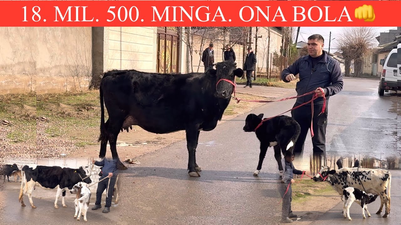 OBID😱AKA💥FYANGI P ONA BOLA🔥VOY DODDD🚘DASTAFKSI BOR JUDA ARZON NARXLARDA SHOSHILING🏃