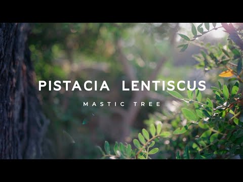 Video: ¿Qué es la goma de mascar pistacia lentiscus?