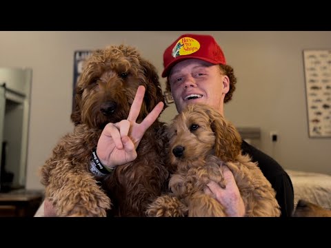 Video: Goldendoodle