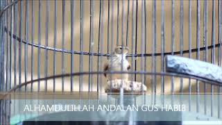 AKSI BRANJANGAN ALHAMDULILLAH ANDALAN GUS HABIB TEBUIRENG