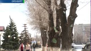 Побрили наголо 15 04 14