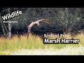 Surprise Marsh Harrier | UK Wildlife and Nature Photography | Canon R5