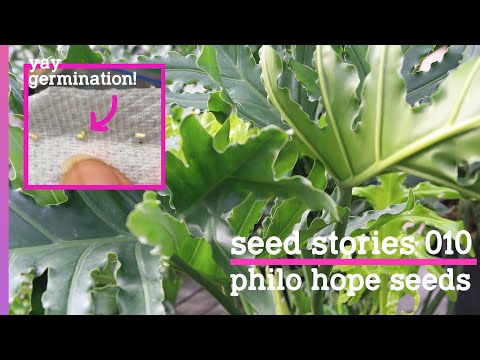 Vídeo: Split Leaf Philodendron Care – Aprenda sobre o cultivo de uma planta Philodendron Sellum