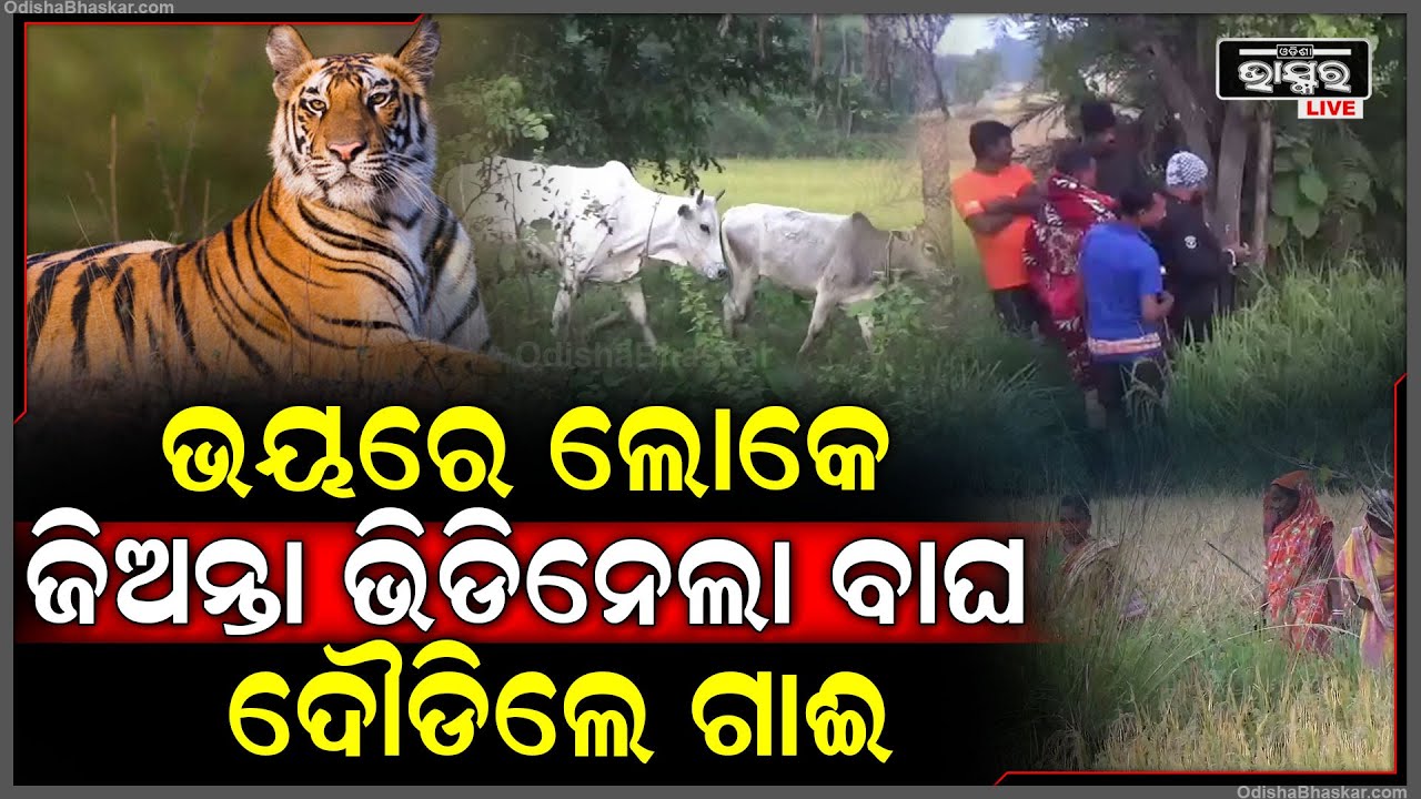 ରାତି ଅଧରେ ଜିଅନ୍ତା ଭିଡିନେଲା ବାଘ । ଭୟରେ ଥରୁଛନ୍ତି ଲୋକେ ।