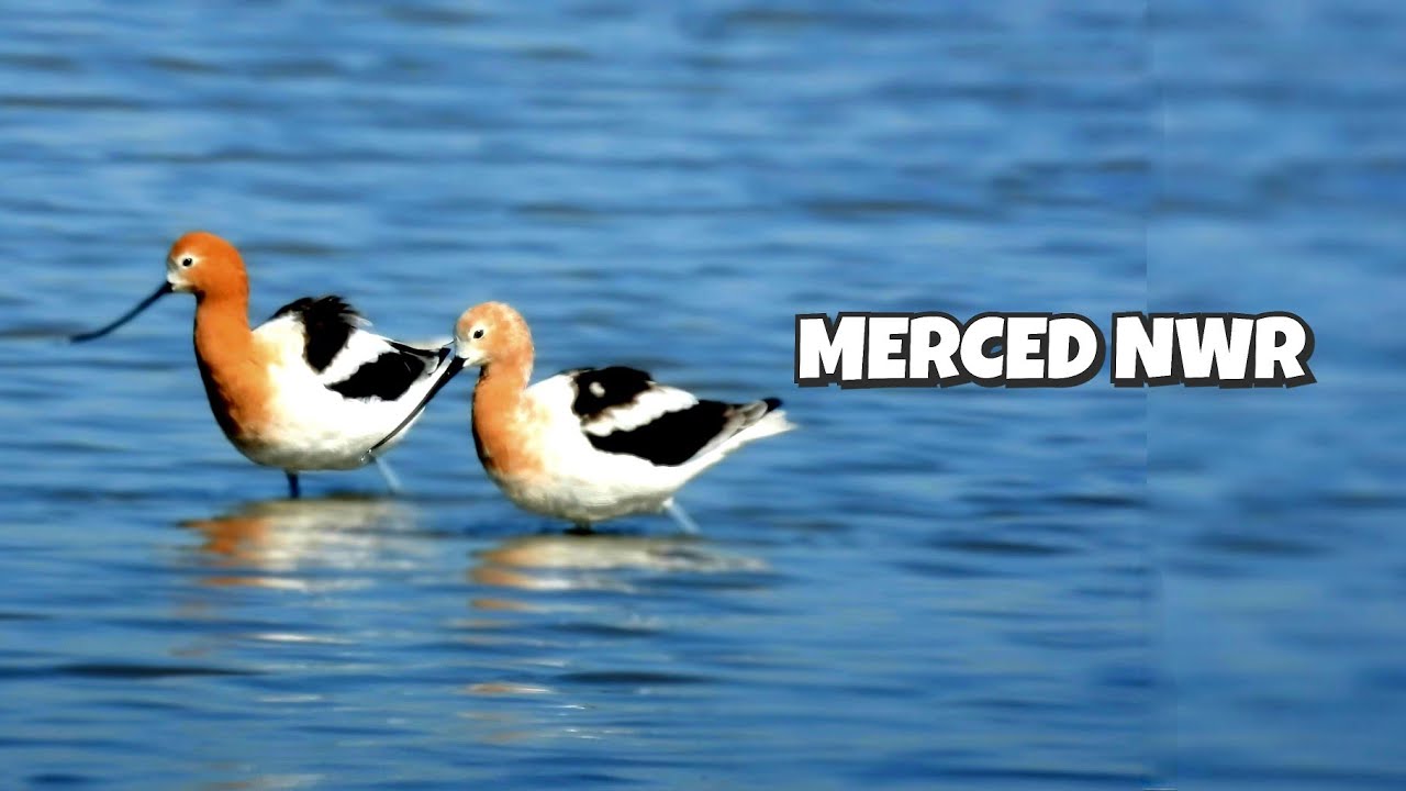 Embrace the wild side of life|Merced National Wildlife Refuge - YouTube