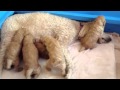 Standard Poodle puppies 3 weeks old