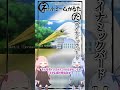 琴葉ggr姉妹のネットミームかるた#189 「ダイナミックバード」