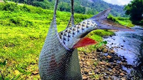 "THÓT TIM" CÂU CÁ SUỐI BẰNG CẦN TRÚC DÍNH CÁ CHÀY TO - BEST FISHING IN THE STREAM"BIG FISH"