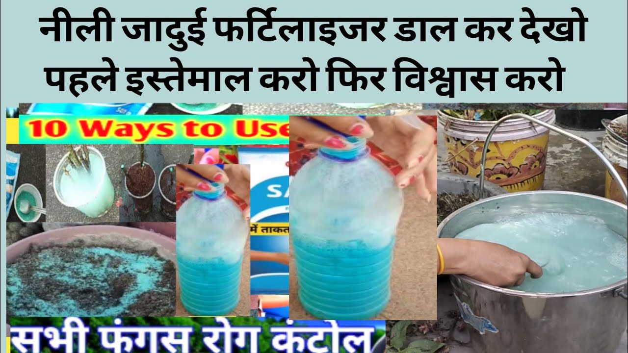  एक बार यह नीली जादुई चीज डाल कर देखो पहले इस्तेमाल करो फिर विश्वास करो मरते पौधे होते हैं जिंदा