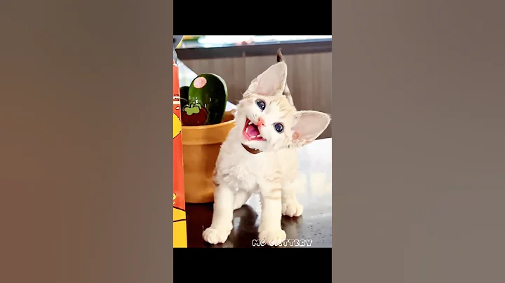 Video 10960581: cat kitten cute pets, cat kitten pets funny, cat cute funny smile