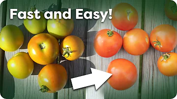 Jak dozrávají tvrdá zelená rajčata?
