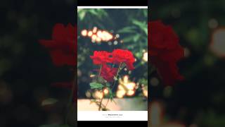 Iphone photography tutorial #shotoniphone #mobilephotography #iphone16pro #naturephotography