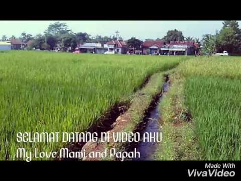 Suasana Pagi Di Sawah