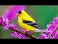 Soft Piano and Bird Sounds | Background Music for Study, Work and Calm Focus