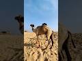 جمل ذكر على جبل رملي 