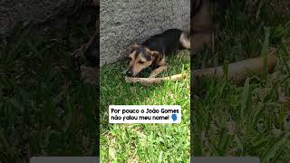 Isso foi por pouco 😅 #billy #pets #pinscher