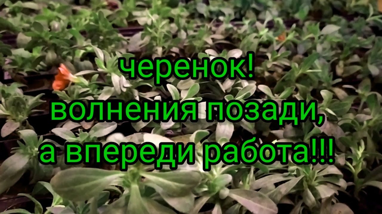 Вегетка Нн Купить Черенки