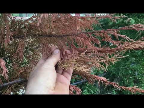 Video: Köknar ağacımın alt kısmı neden kahverengi?