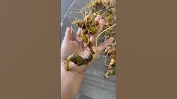 #sâm_ngọc_linh_rừng1 kg 20 củ sâm ngọc linh - chuẩn gen già đanh sâm lợi củ #sâm_ngọc_linh_rừng