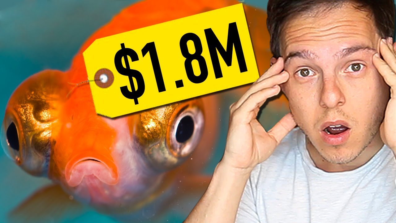 Buying A $1.8 Million Dollar Koi Fish! | Confronting CoralFish12g - YouTube