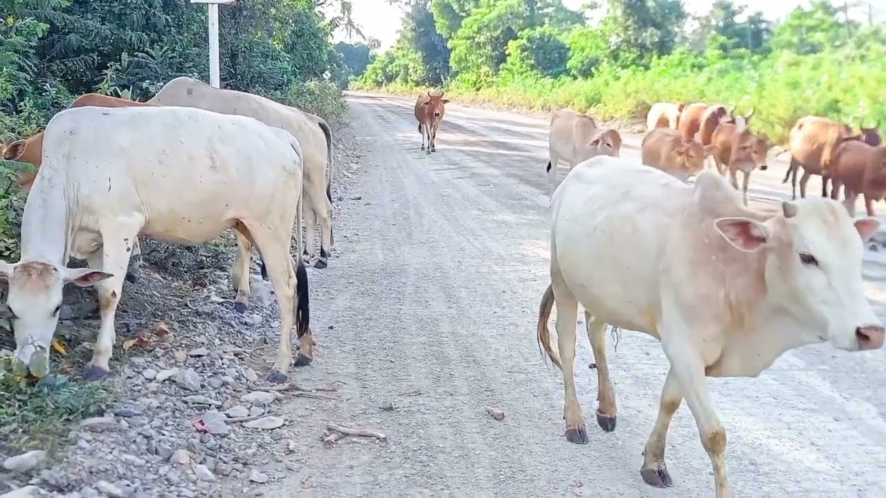 cute tame cow herder towards a green meadow in a rural setting