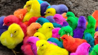 Menangkap ayam lucu, ayam warna warni, ayam rainbow, bebek, angsa, ikan hias, ikan cupang