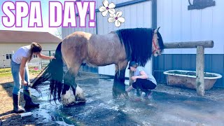 The Foal’s Get Their First Bath! Plus Lumière’s Complete Wash Down by Free Spirit Equestrian 69,085 views 1 month ago 34 minutes