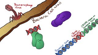 CRISPR-Cas: Molecular Recording
