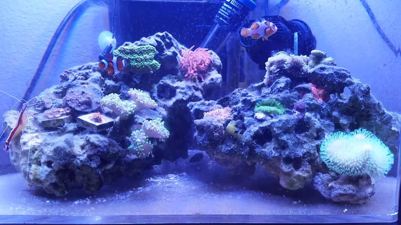 Jebao wp10 on 6 gallon nano reef tank