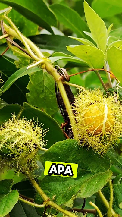 Cicah Dengan Budu Memang Sedap