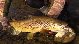 A quick guide to good Trout handling/photography in New Zealand.