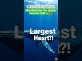Blue Whale Has The Largest Heart on Earth 🐋❤️ | Amazing Animal Fact #shorts #bluewhales #facts