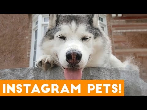 most-adorable-instagram-pets-of-2019-|-funny-pet-videos