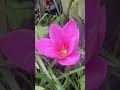 Lirio de lluvia #flores #jardin #lluvia #naturaleza