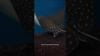 Giving our spotted eagle rays a prazi bath! 🛁