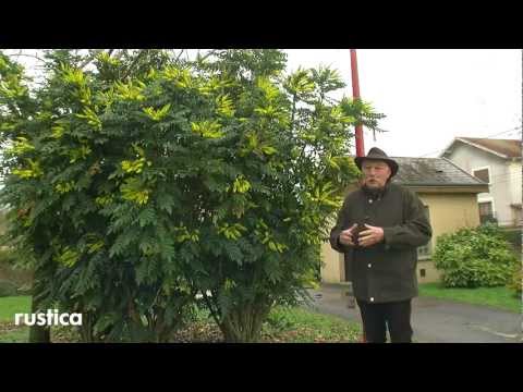 Vidéo: Plantes de mahonia : informations sur l'entretien de l'Oregon et du houx rampant