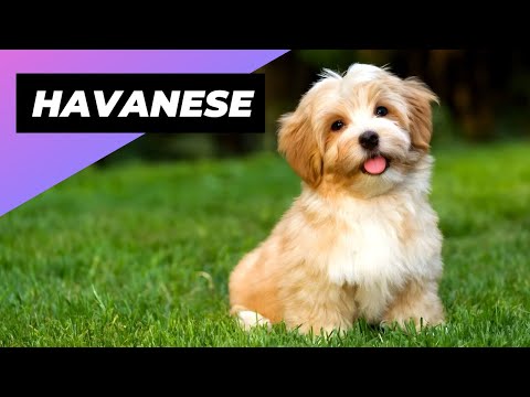 Videó: Havanese kutyák teszik a családi háziállatokat